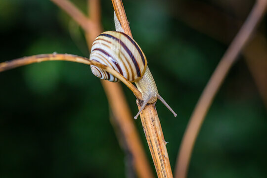 Pannonian snail (Caucasotachea vindobonensis)