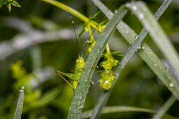 small green grasshopper