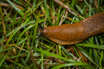 Spanish slug (Arion vulgaris)