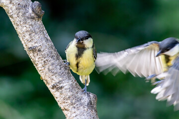 Great tit (Parus major)