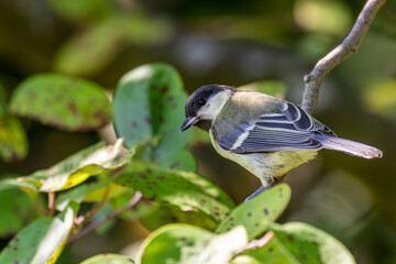 Great tit (Parus major)