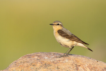 Northern wheatear female in it's habitat on the rock in Biebrza national park in Poland