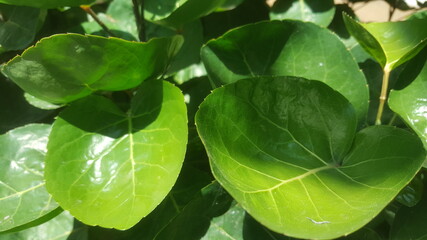 Close-up of green leaves of decorative, bowl-shaped decorative plants in the morning light