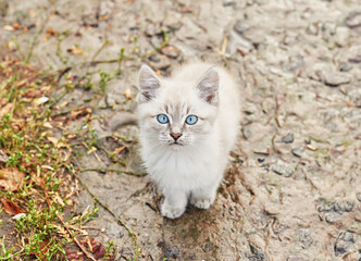 Naklejka na ściany i meble Beautiful gray kitten with blue eyes. Pet. Animal shelter. Abandoned cat. Stray sad kitten on street after rain. Concept of protecting homeless animals.
