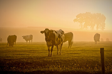 Fototapeta na wymiar cows in the fog