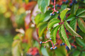 Obraz premium Parthenocissus tricuspidata, ‘Vetchii’ Boston ivy, Japanese ivy, grape ivy, creeper plant, autumn background. Wild grapes. Fall. Hedera helix. Natural cough remedy, natural medicine