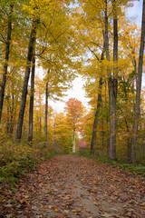Beautiful Autumn Leaves at Horseshoe Resort in Ontario Canada