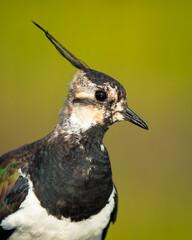 Northern Lapwing female in Biebrza national park
