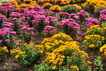 Autumn natural floral background.  Colorful flowers in park. Botanical Garden. Growing chrysanthemums. Copy space.