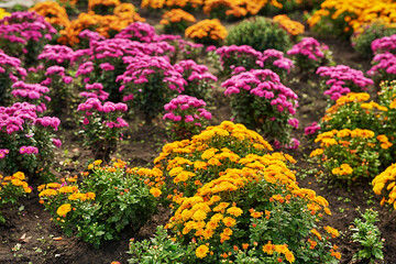 Obraz premium Autumn natural floral background. Colorful flowers in park. Botanical Garden. Growing chrysanthemums. Copy space.
