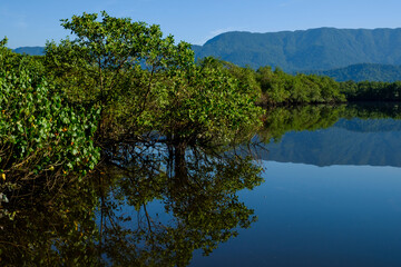 reflection of trees in water