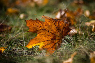 autumn orange maple leaf lies on the grass