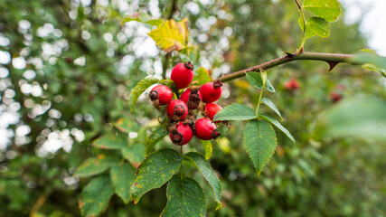 Hagebutte rote Beere im Herbst
