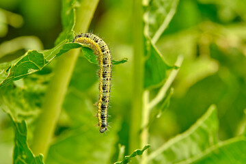 Yellow-green shaggy with black dots caterpillar destroys fresh foliage. Pests threaten the garden site.