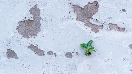 Small plant adaptation grows on cement wall.  Little beautiful tree grows through the cracked floor...