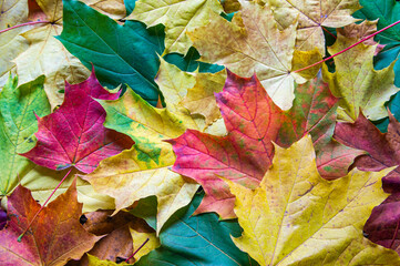 Naklejka na ściany i meble Multicolored autumn leaves. Background from yellow, green and red maple foliage