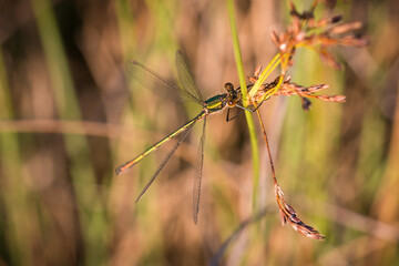 Female Willow Emerald Damselfly perched in the morning sunshine amongst grassland in Kibblesworth, North East England