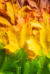 Multicolored autumn leaves. Background from yellow, green and red maple foliage