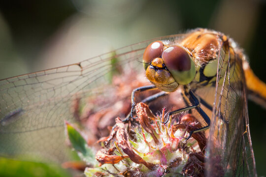 Close-up facial of a Common Female Darter Dragonfly in Northumberland, North East England.