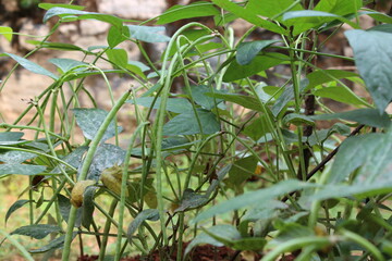 Obraz premium Grow your own veggies- go organic