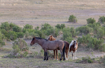 Wild Horses in the Utah Desert