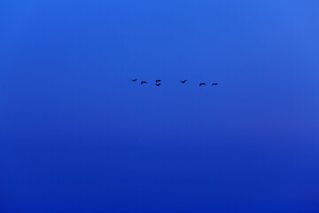 海鳥
