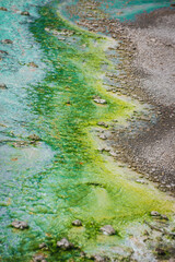 Abstract Texture and Colors of the Natural World