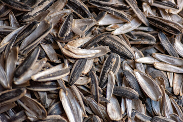 Empty shells of sunflower seeds