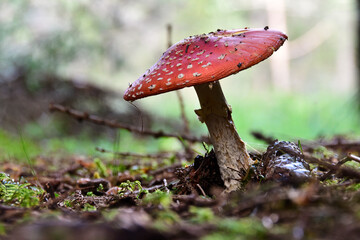 red mushroom in the forest