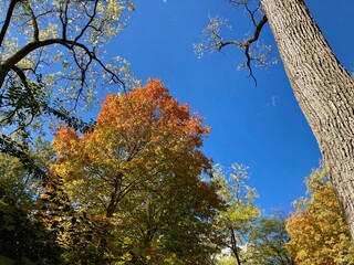 autumn trees in the park