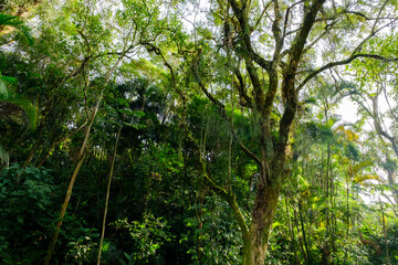 Fototapeta premium trees in the forest