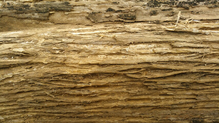 Bark texture. A beautiful texture shot up close on a tree. The beauty of a natural work