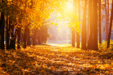 Fototapeta na wymiar Autumn. Fall scene. Beautiful Autumnal park. Beauty nature scene. Autumn Trees and Leaves