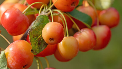 Zweig mit Zieräpfeln