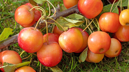 Zweig mit Zieräpfeln