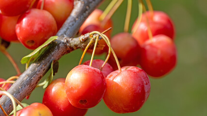 Zweig mit Zieräpfeln