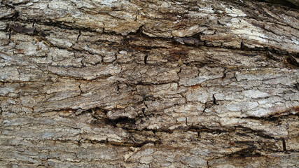 Bark texture. A beautiful texture shot up close on a tree. The beauty of a natural work