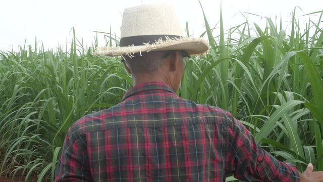 Farmer working in the field of sugarcane,f armer at sugarcane field,inspect sugarcane trees