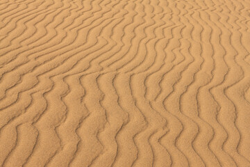 鳥取砂丘の風紋