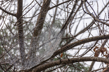 Close up macro shot of a spider sitting in a spider web