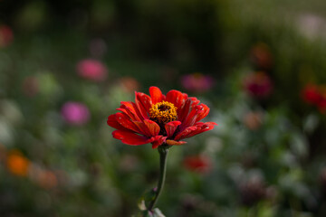 Marigold on bokeh colorful background