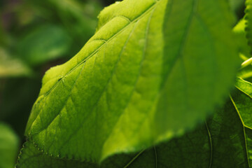 green leaf background