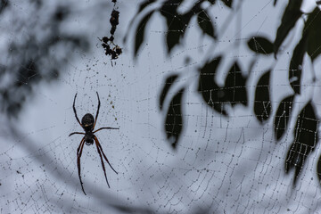 Close up macro shot of a spider sitting in a spider web