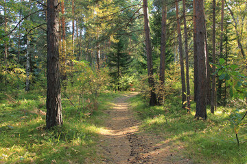 Forest path. Belokurikha resort. Altai region. Russia. A wonderful place to walk.
