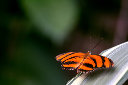 Bright Tropical Orange Butterfly resting on a tree leaf with copy space