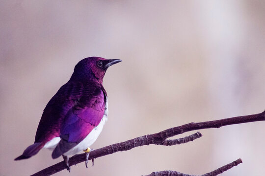Soft focus portrait of an exotic Purple and white Tropical Bird perched on a tree branch