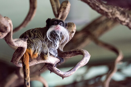 Emperor Tamarin soft focus portrait perched on a tree branch