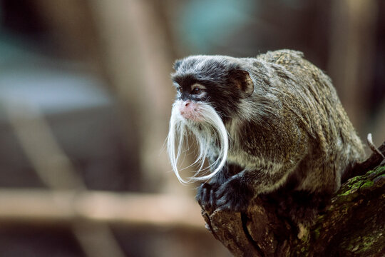 Emperor Tamarin soft focus portrait perched on a stump