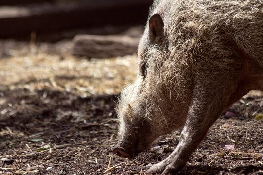 Bearded pig foraging amongst bark and dirt in warm sunshine within a zoo enclosure