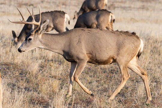 Colorado Wildlife. Wild Deer on the High Plains of Colorado. Mule deer buck with white-tailed deer antlers.